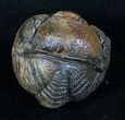 Bumpy, Enrolled Barrandeops (Phacops) Trilobite #10728-2